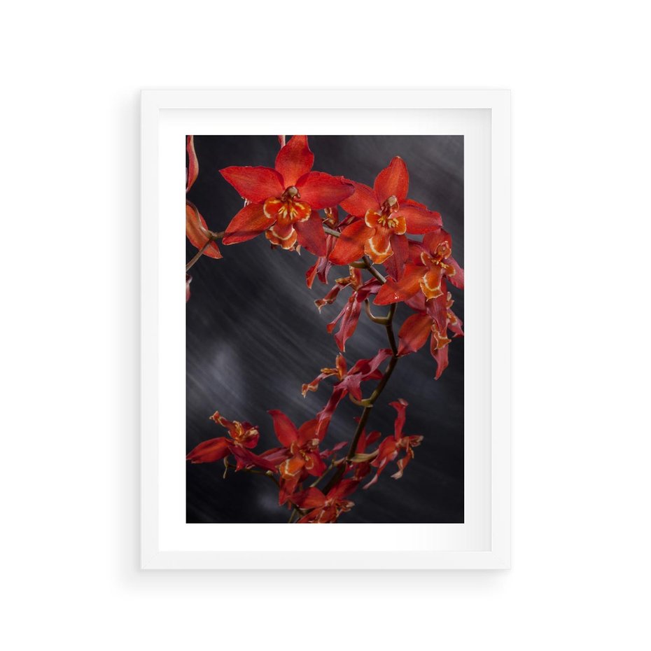 Plakat w ramie 30x40 - Kolorowy Raj - kwiaty, tropikalne - rama biała