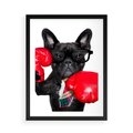 Plakat w ramie 50x70 - Boksujący mops - pies - boks, mops - rama czarna