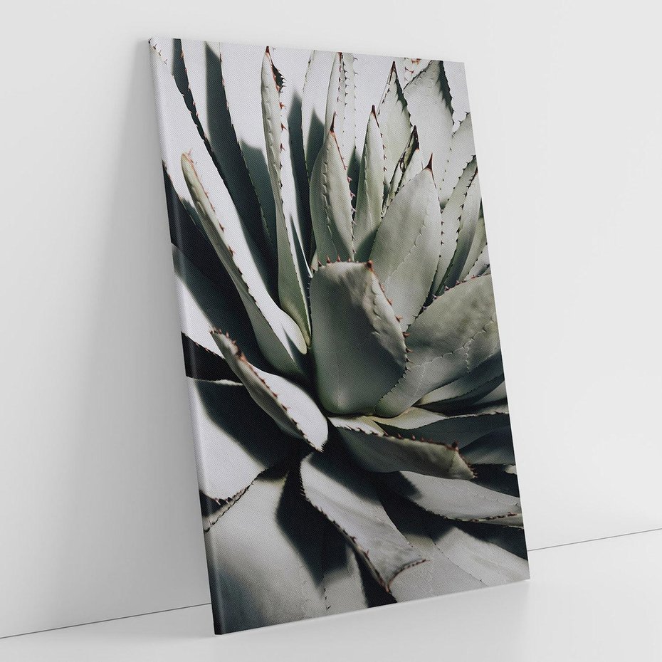 Obraz na płótnie 80x120 - Sukulenty wśród kaktusów - sukulenty, kaktusy