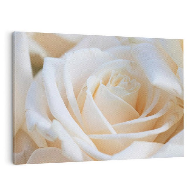 Obraz na płótnie 100x70 - Białe róże piękności - białe, róże