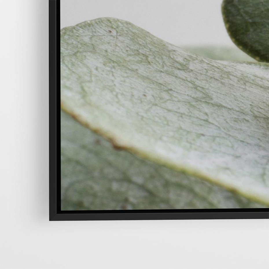 Obraz w ramie 70x50 - Eukaliptusowa zieleń - eukaliptus, zielone - rama czarna