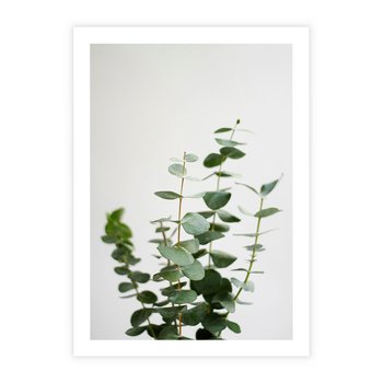 Plakat bez ramy 30x40 - Żywa eukaliptusowa zieleń - eukaliptus, zielone