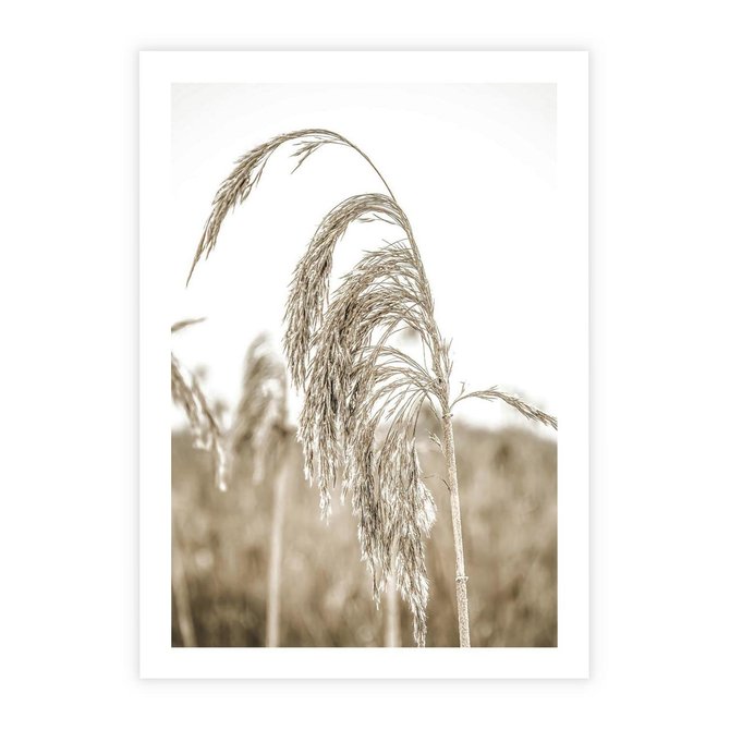 Plakat bez ramy 21x30 - Ujęcie Suchych Traw - suche trawy, zbliżenie