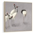 Obraz w ramie 50x50 - Spojrzenie wstecz w pędzlu - szkic rysunek, japońskie żurawie - rama drewno