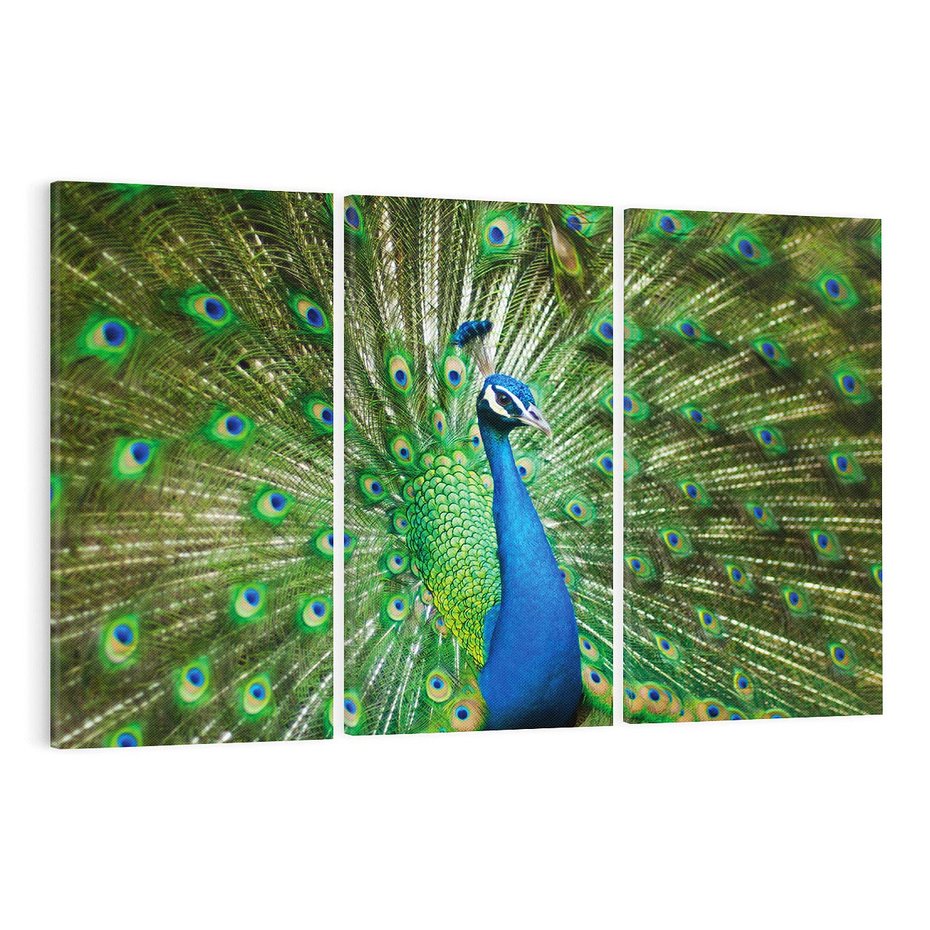 Obraz na płótnie 120x80 - Wspaniałość pawich piór - paw, pióra