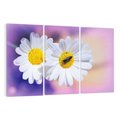Obraz na płótnie 120x80 - Stokrotki wśród traw urok natury - stokrotki, kwiat