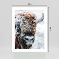 Plakat bez ramy 40x50 - Żubr w Krainie Śniegu - żubr, zima