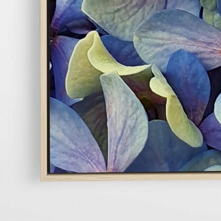 Obraz w ramie 70x50 - Hortensja - delikatność kwiatów - hortensja, kwiaty - rama drewno