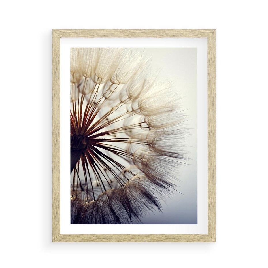 Plakat w ramie 50x70 - Makro piękno dmuchawca - makro, dmuchawiec - rama drewno