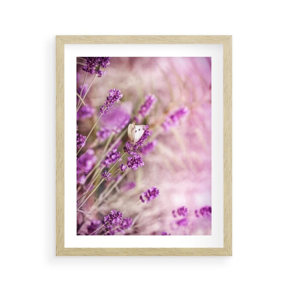 Plakat w ramie 40x50 - Majestat lawendy: fioletowe pola - lawenda, fiolet - rama drewno