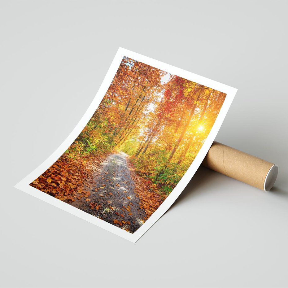 Plakat bez ramy 40x50 - Kolorowe drzewa na ścieżce jesieni - las, jesień