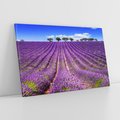 Obraz na płótnie 120x80 - pola wonnych kwiatów - lawenda, kwiaty