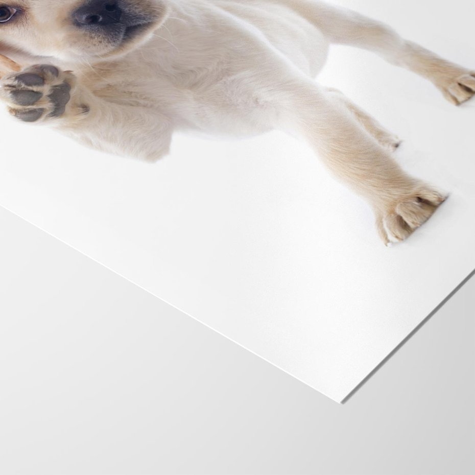 Plakat bez ramy 40x50 - Szczeniak pełen radości - piesek, szczeniak