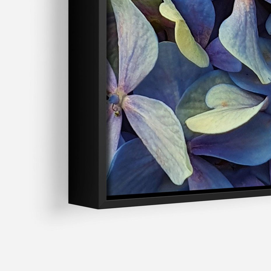 Obraz w ramie 70x100 - Hortensja - delikatność kwiatów - hortensja, kwiaty - rama czarna