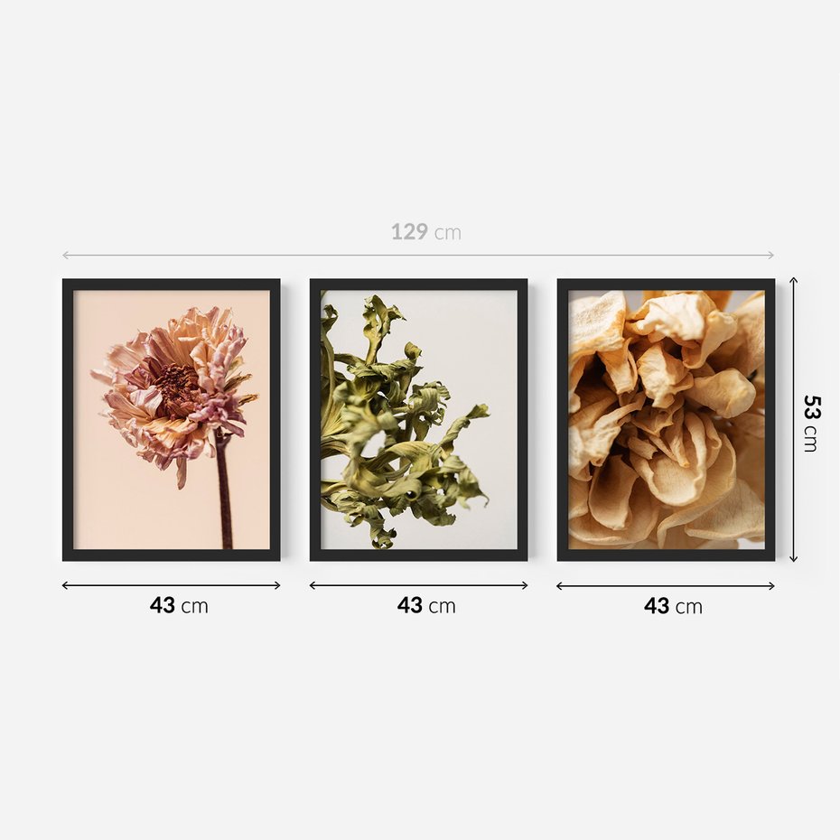 Zestaw obrazy w ramie 40x50 galeria - Suche, kwiaty, boho, minimalizm, płatki - rama czarna