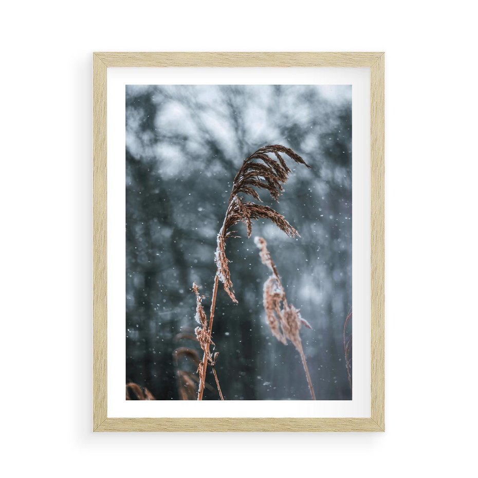 Plakat w ramie 50x70 - Zima na Łonie Natury - sucha wysoka trawa, w zimie - rama drewno