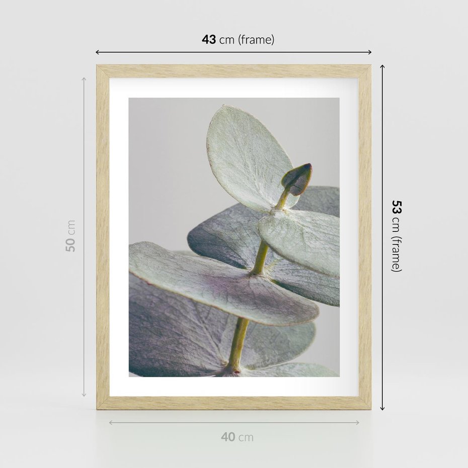 Plakat w ramie 40x50 - Zbliżenie Liści Eukaliptusa - eukaliptus, zbliżenie - rama drewno