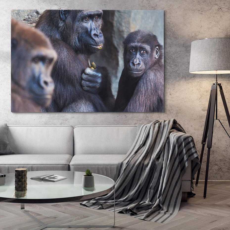 Obraz na płótnie 100x70 - Małpy w ich naturalnym środowisku - małpy, szympansy