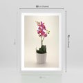 Plakat w ramie 50x70 - Delikatność storczyka orchidei - storczyk, orchidea - rama biała