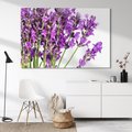 Obraz na płótnie 70x50 - Pola lawendy w pełnym rozkwicie - lawenda, kwiaty
