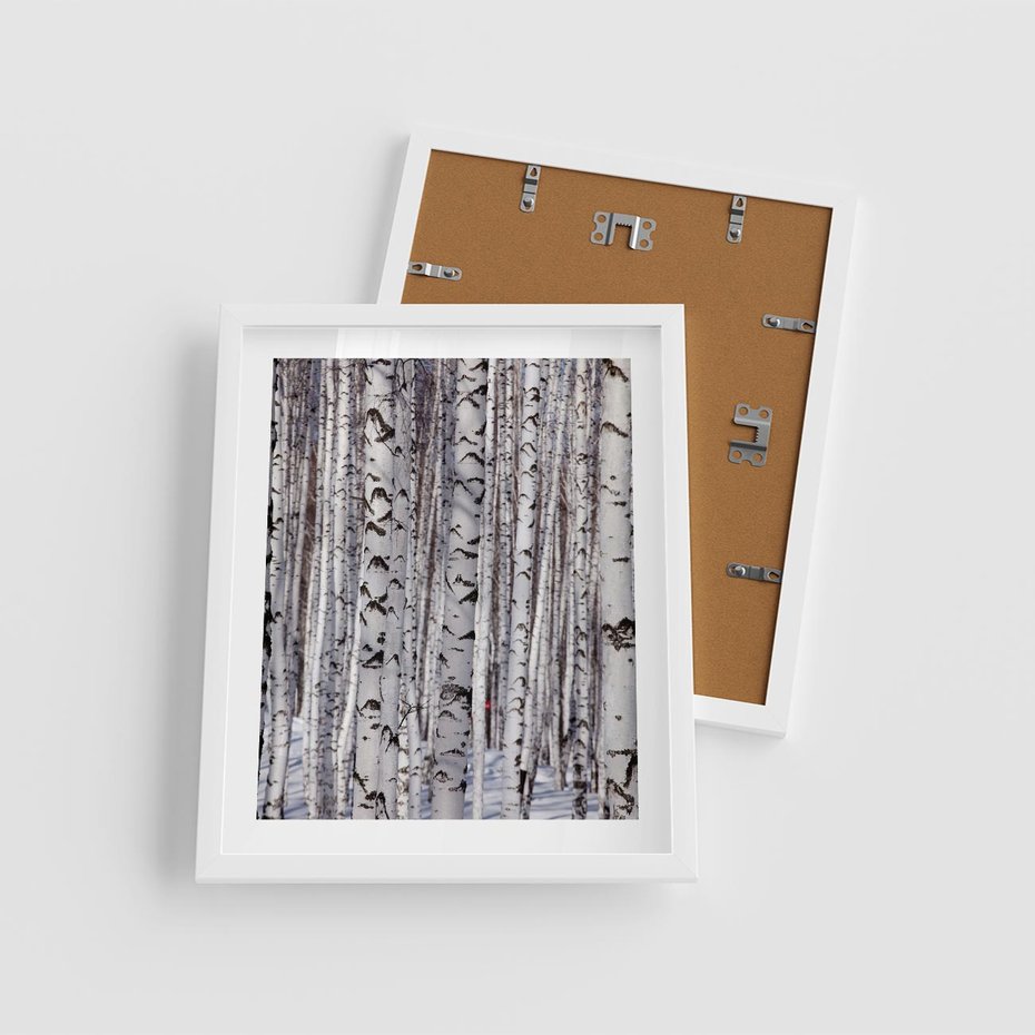 Plakat w ramie 40x50 - Lśniące Brzozy - brzozy, las - rama biała