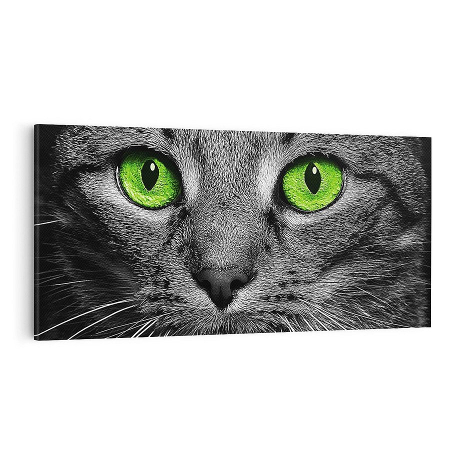Obraz na płótnie 100x50 - Przestreń nautra  doznania - kot, kotek