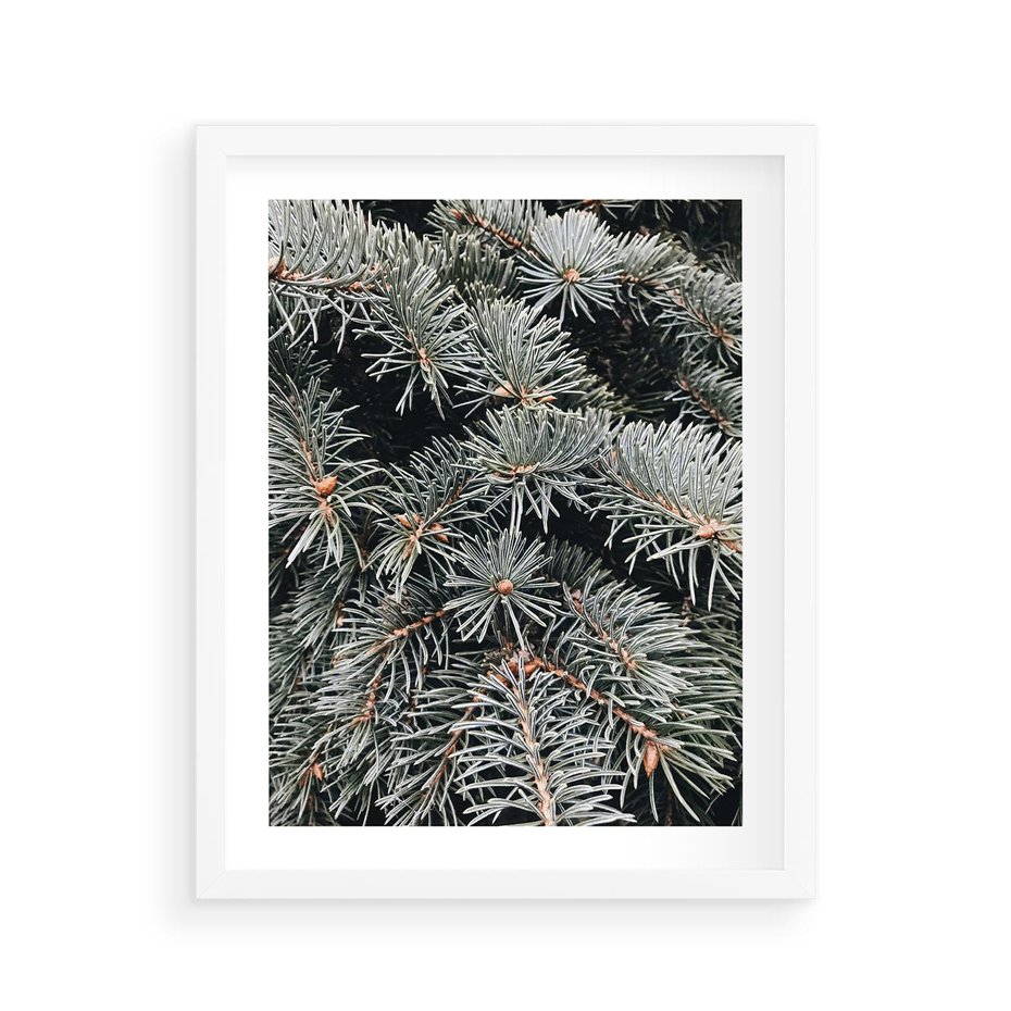 Plakat w ramie 40x50 - Zima na Gałęziach - sosnowe gałęzie, igły - rama biała