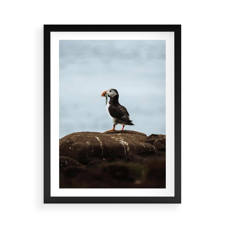 Plakat w ramie 50x70 - Portret Ptaka Morskiego - maskonur, ptak - rama czarna
