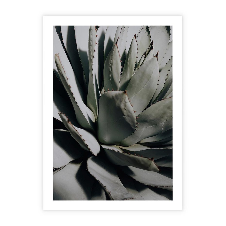 Plakat bez ramy 21x30 - Egzotyczny Raj - sukulenty, kaktusy