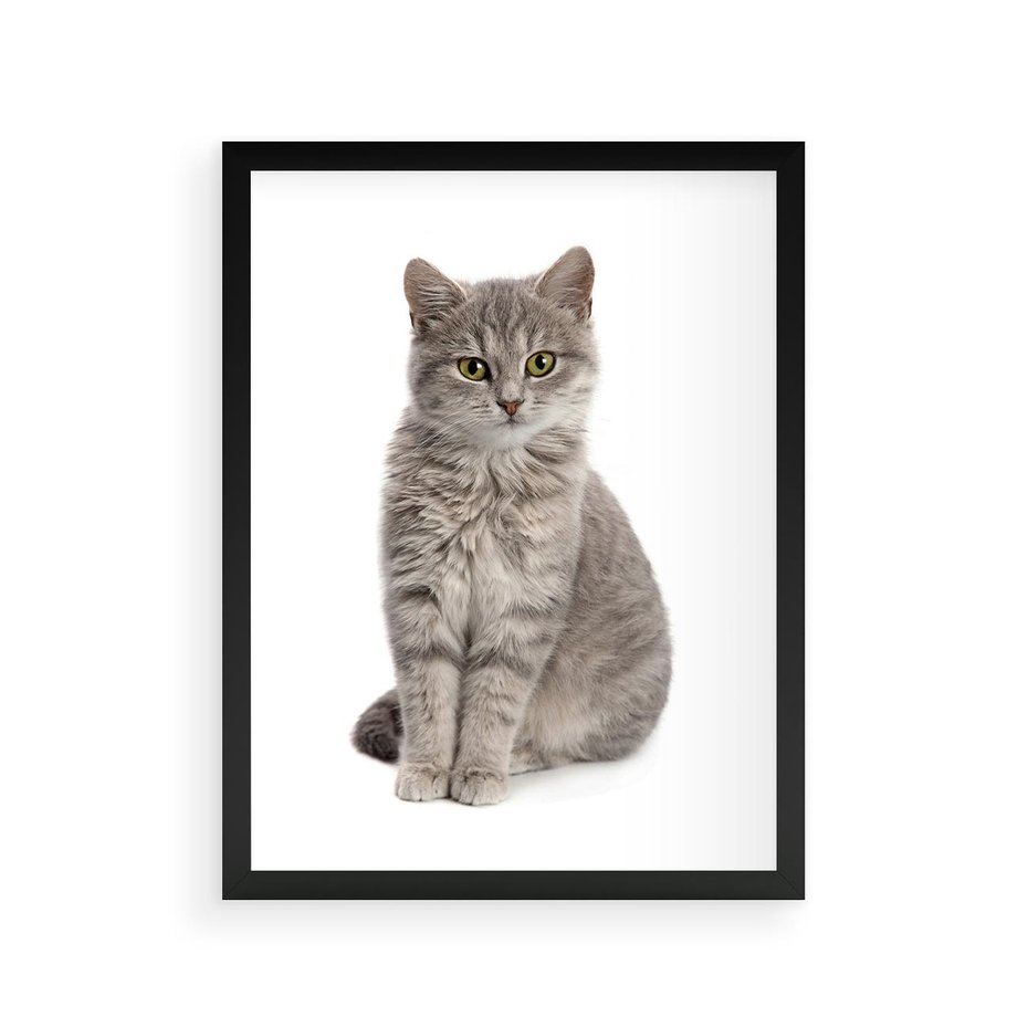 Plakat w ramie 30x40 - Kocie uroki na płótnie - kot, kotek - rama czarna