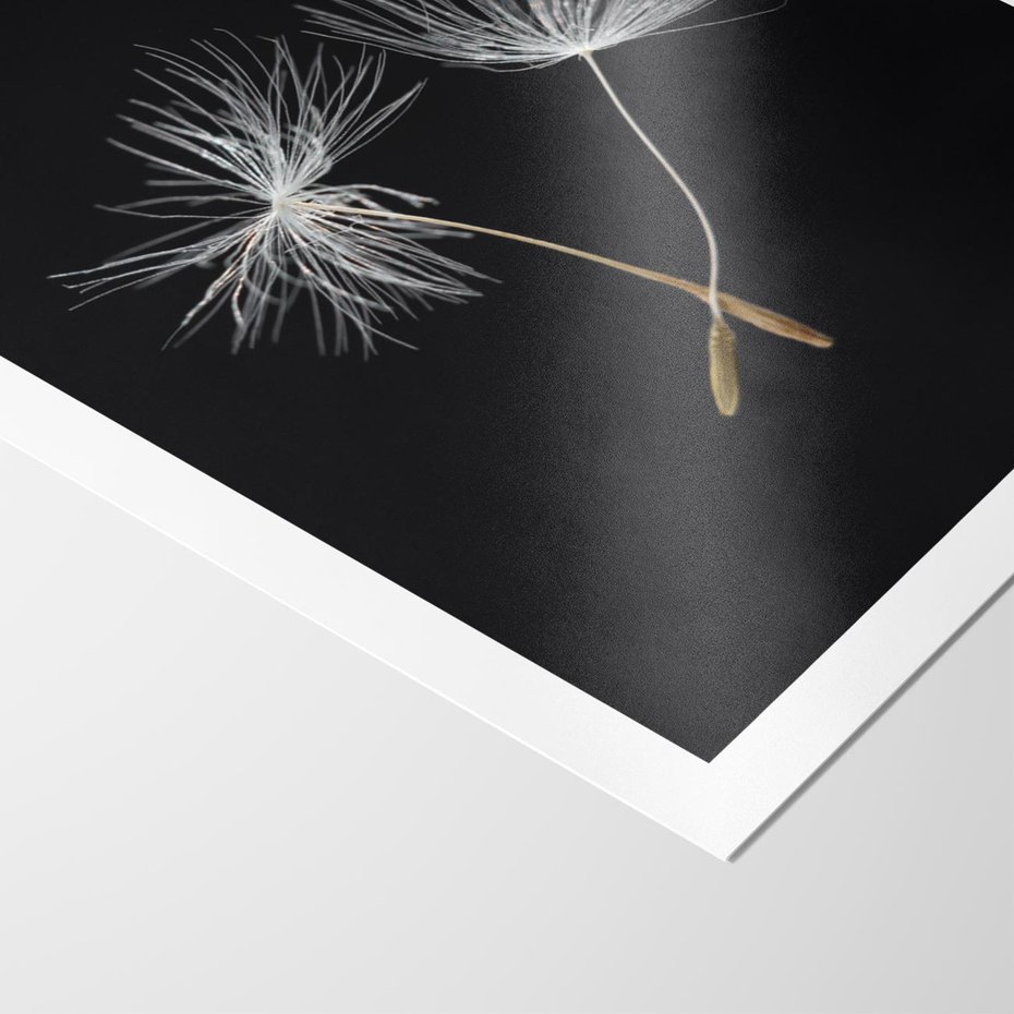 Plakat bez ramy 40x50 - Delikatność Wiatru - dmuchawce, makro