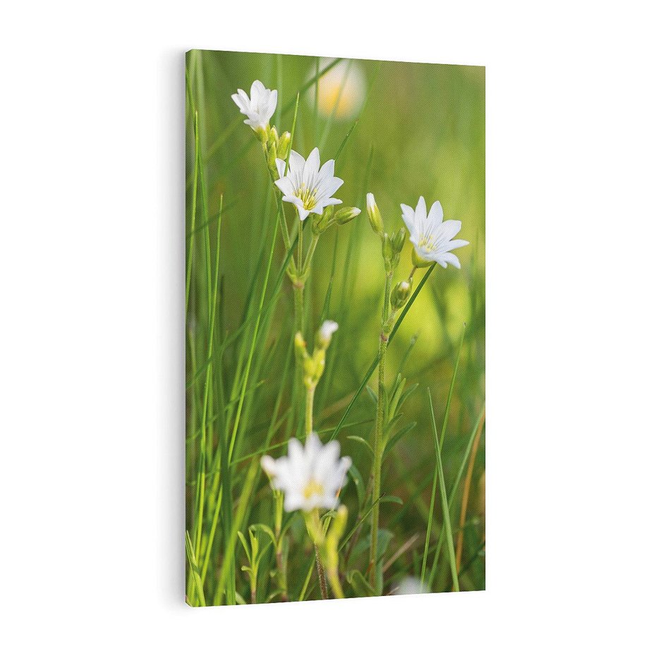 Obraz na płótnie 70x100 - Kolorowa łąka - stokrotki, łąka