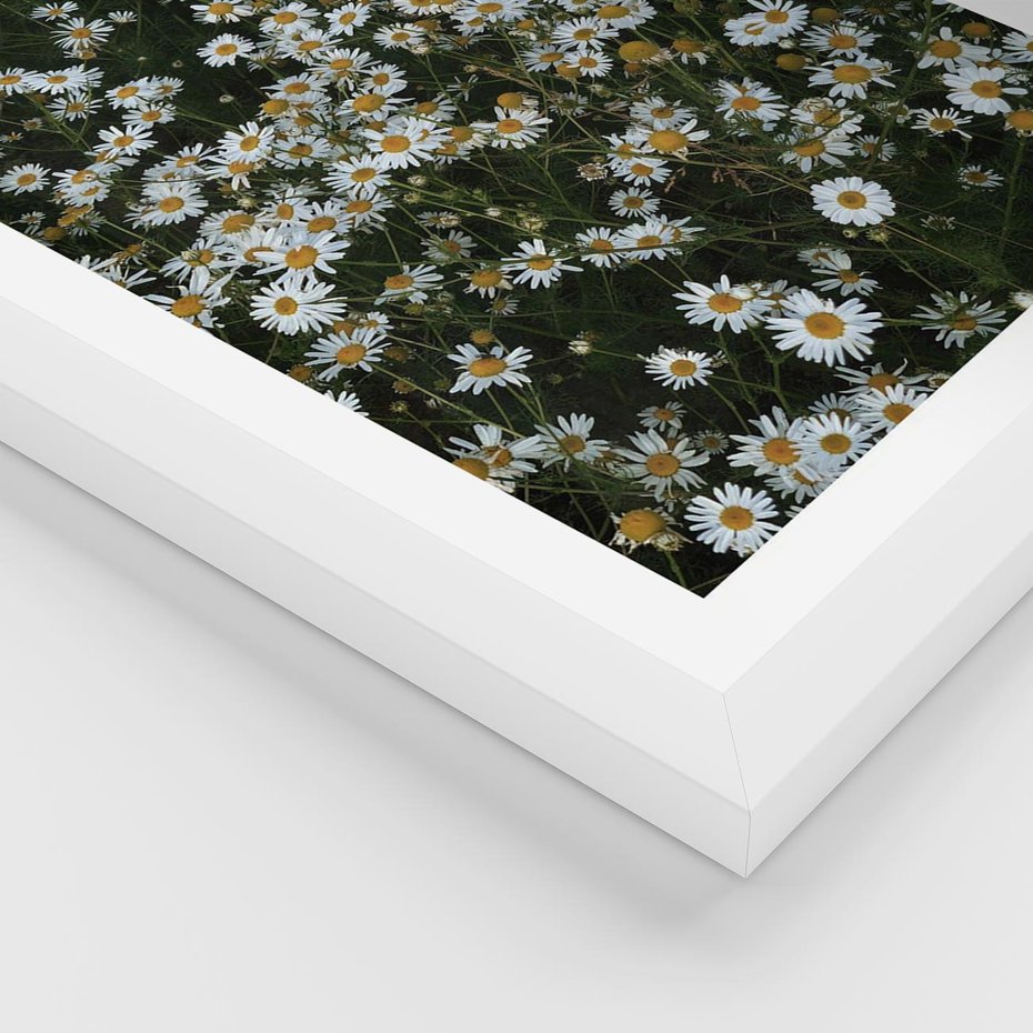 Plakat w ramie 30x40 - Stokrotkowa Idylla na Łące - łąka, stokrotki - rama biała