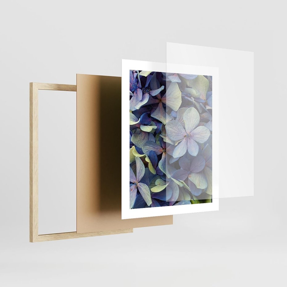 Plakat w ramie 40x50 - Hortensja - delikatność kwiatów - hortensja, kwiaty - rama drewno