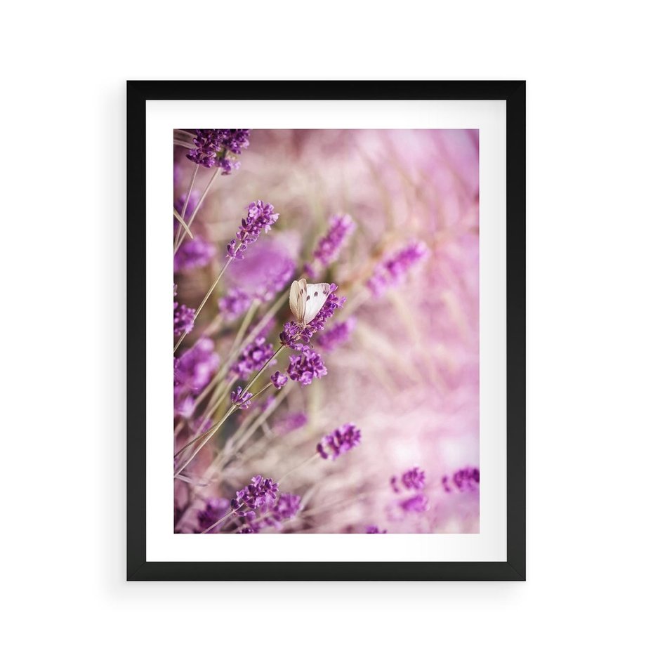 Plakat w ramie 40x50 - Majestat lawendy: fioletowe pola - lawenda, fiolet - rama czarna