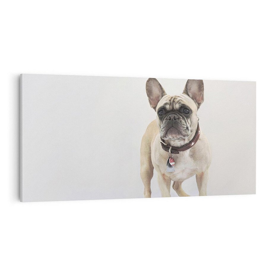 Obraz na płótnie 100x50 - Wernisaż psiego wdzięku - pies, piesek