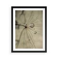 Plakat w ramie 50x70 - Delikatność dmuchawców - dmuchawce, krople - rama czarna