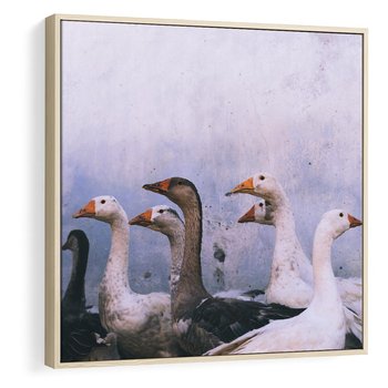 Obraz w ramie 80x80 - Spotkanie Wśród Piór - uchwycony moment, fotografia - rama drewno