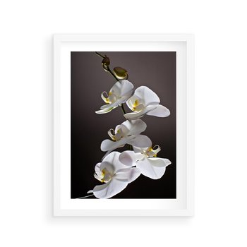 Plakat w ramie 50x70 - SPA: harmonia z kwiatami - spa, kwiaty - rama biała