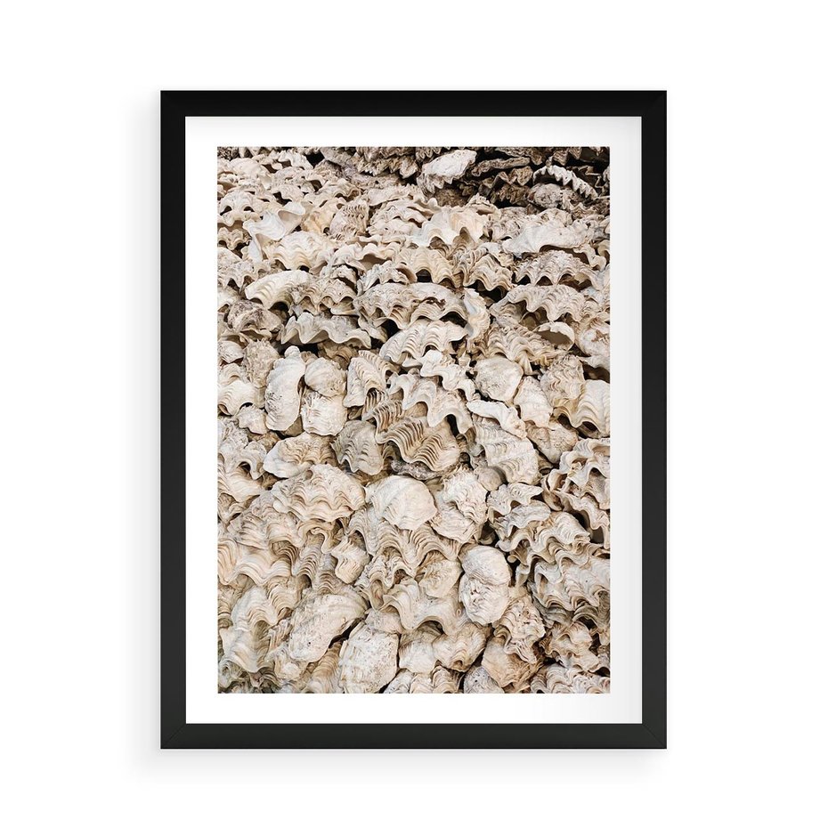Plakat w ramie 50x70 - Symfonia Natury - kompozycja z białych muszli - rama czarna
