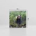 Obraz na płótnie 70x70 - Spotkanie z Niedźwiedziem w Lesie - niedźwiedź, las