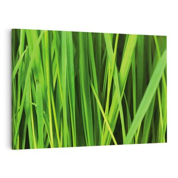 Obraz na płótnie 120x80 - Trawa w abstrakcji: natura przekształcona - trawa, abstrakcja