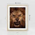 Plakat w ramie 40x50 - Władca Sawanny - lew, sawanna - rama drewno