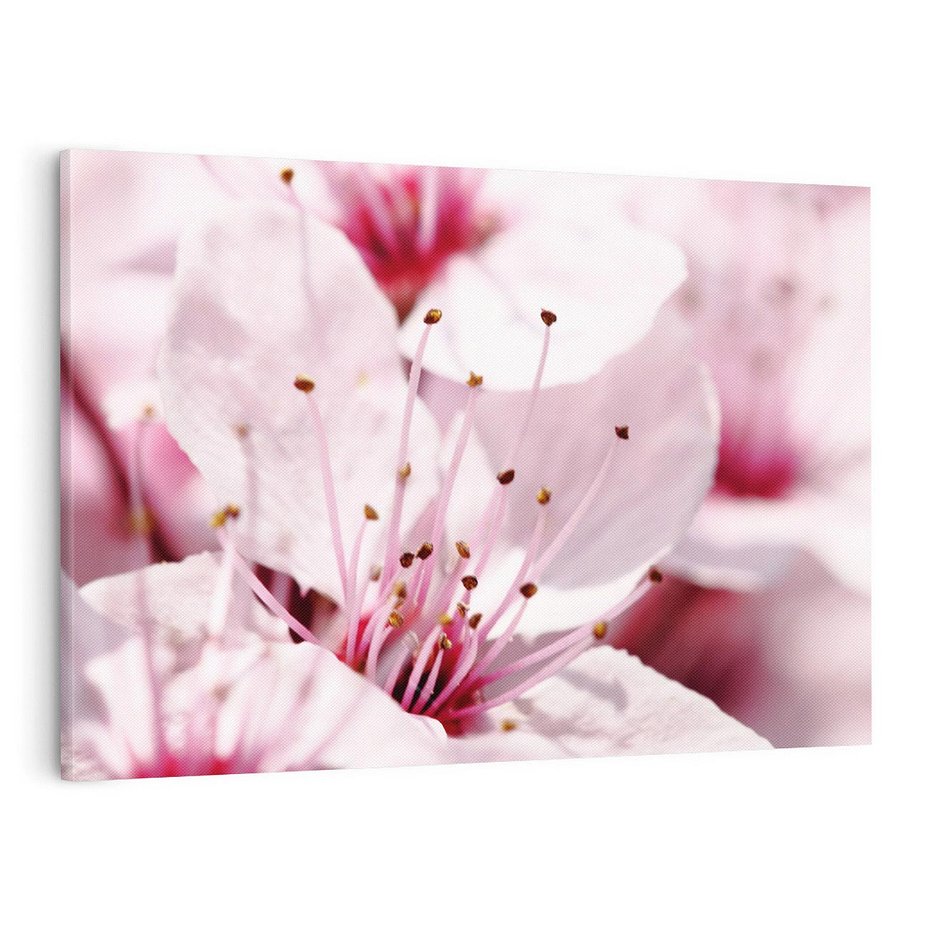 Obraz na płótnie 120x80 - Kwitnąca Wiśnia - kwiaty, kwitnąca