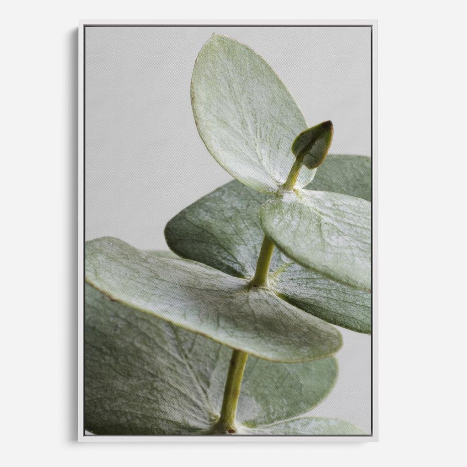 Obraz w ramie 70x100 - Eukaliptusowa zieleń - eukaliptus, zielone - rama biała