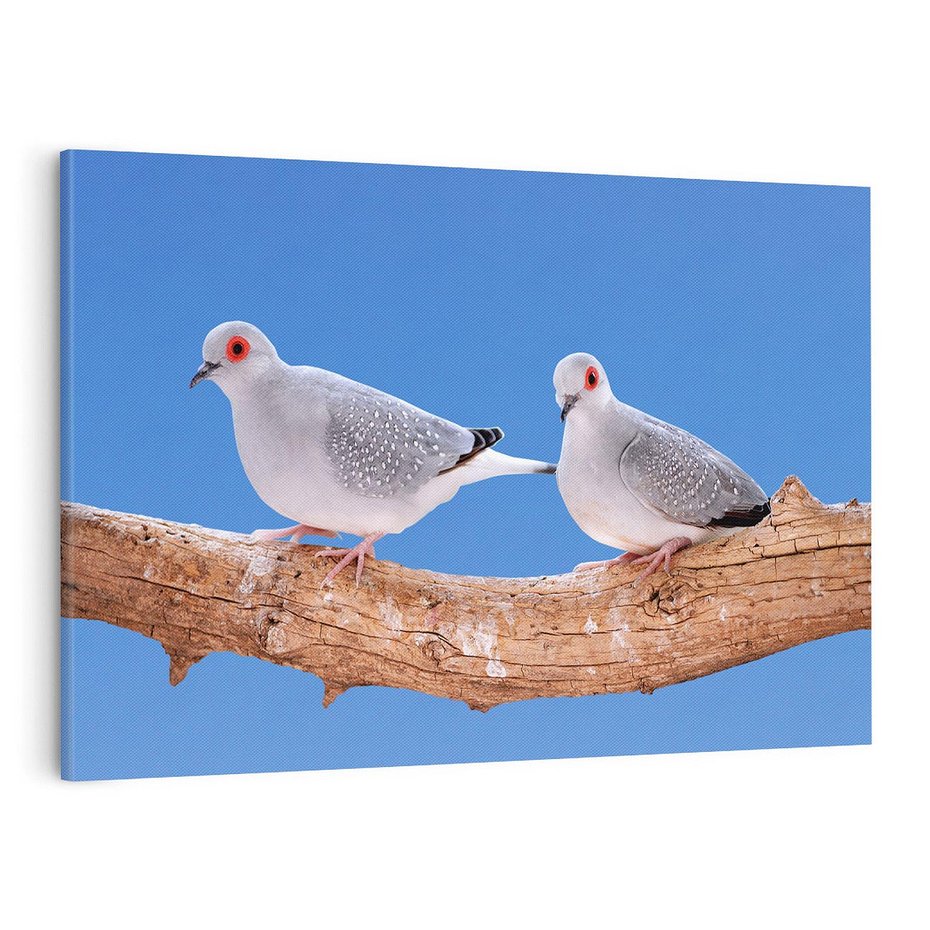 Obraz na płótnie 100x70 - Gołębie w locie - gołębie, gołąb