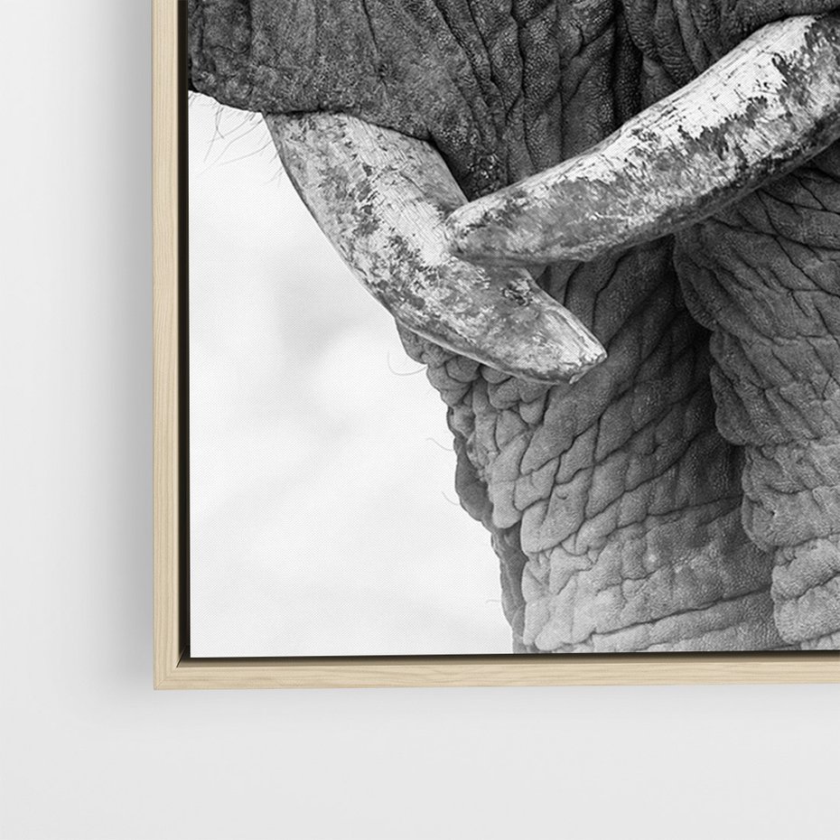 Obraz w ramie 70x100 - Spotkanie Mądrości - fotografia czarno biała, dwa słonie - rama drewno