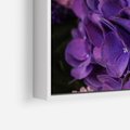 Obraz w ramie 50x50 - Fioletowa hortensja - kwiaty, hortensja - rama biała