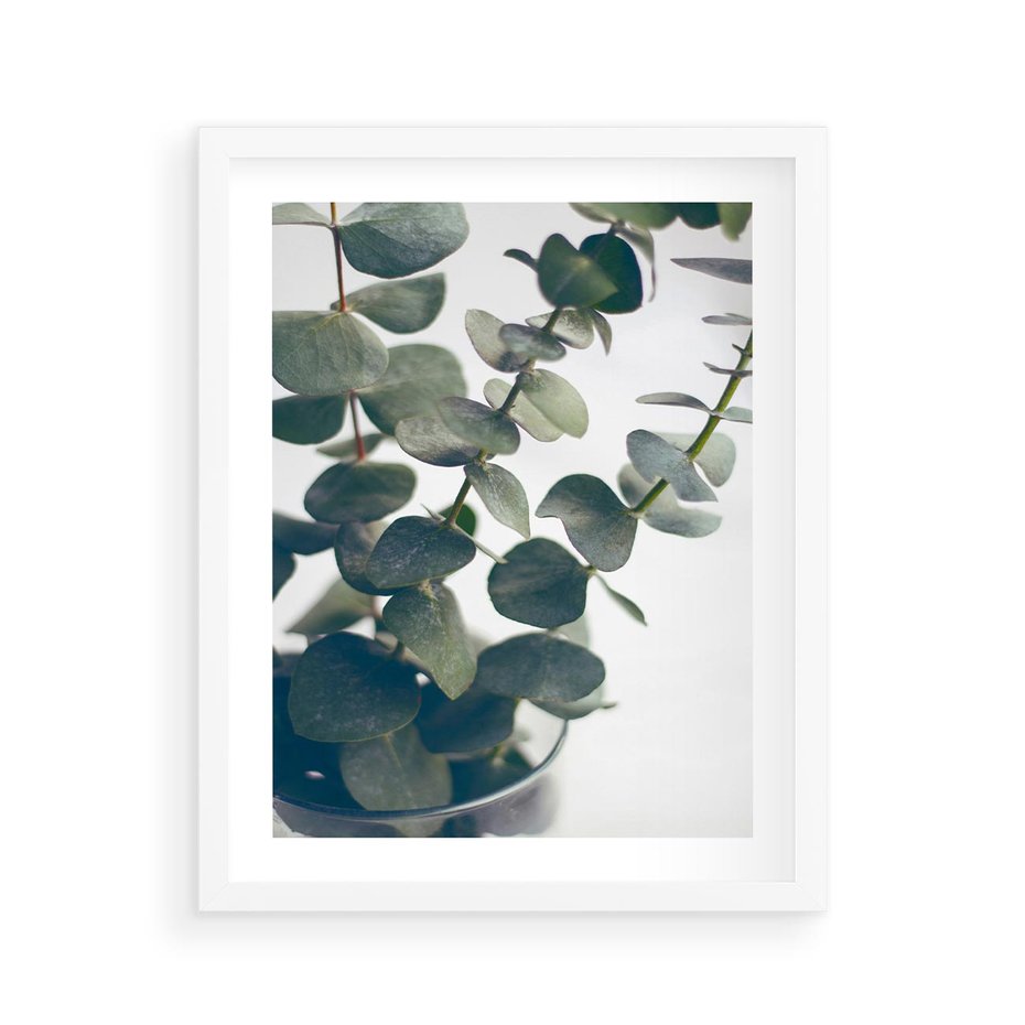 Plakat w ramie 40x50 - ukaliptusowa Harmonia - liście eukaliptusa - rama biała