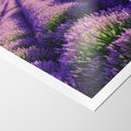 Plakat bez ramy 50x70 - Malownicze Pole Lawendy - lawenda, pole
